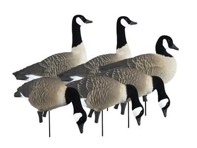 Apex Gear Flocked Head Full Size Canada Goose Deocy