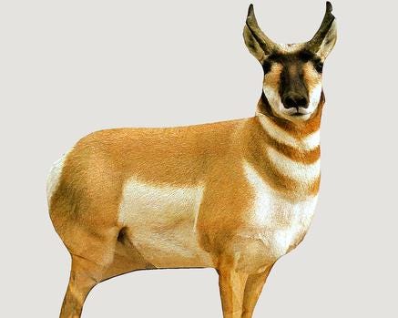 Montana Decoy Co. Antelope Buck Decoy 38x30"