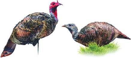 Montana Decoy Co. PurrFect Pair XD Turkey Combo